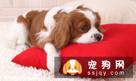 查理士王小猎犬好养吗,多少钱一只_掉不掉毛