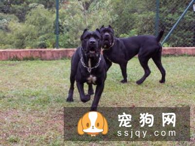 查理士王小猎犬好养吗,多少钱一只_掉不掉毛