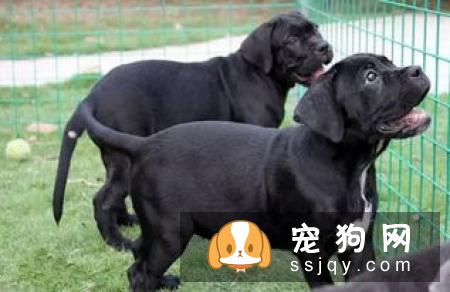 查理士王小猎犬好养吗,多少钱一只_掉不掉毛