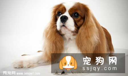 查理士王小猎犬好养吗,多少钱一只_掉不掉毛