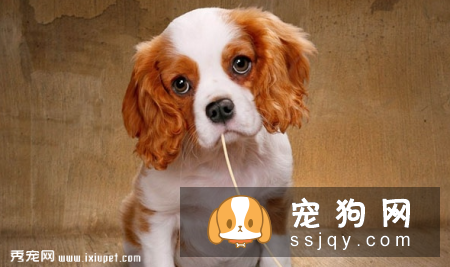 查理士王小猎犬好养吗,多少钱一只_掉不掉毛