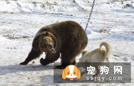 法老王猎犬好养吗?法老王猎犬图片|价格|训练