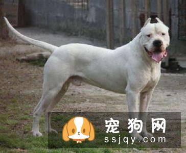 【细犬】细犬多少钱,好养吗?细犬图片|价格|训练