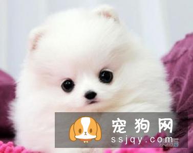 博美犬怎么养？博美犬价格_图片大全